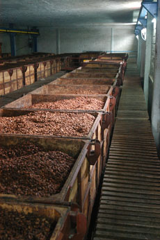 Cacao Fermentation