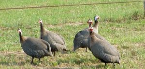 Guinea Fowl