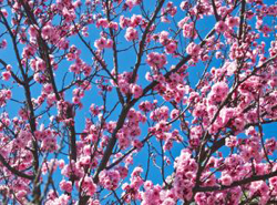 Cherry Blossoms
