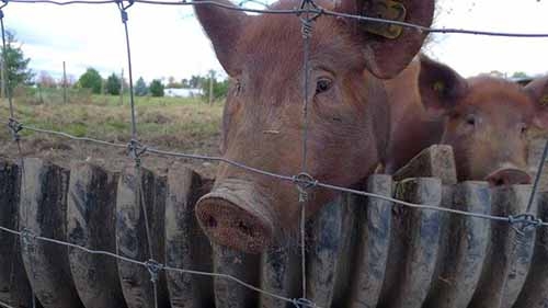 Red Wattle Pigs