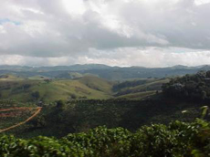 coffee farm