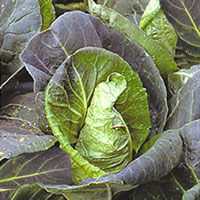 earl jersey wakefield cabbage