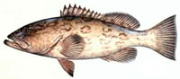 gag grouper