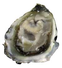 Olympia Oyster