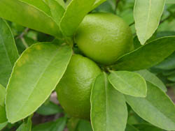 Persian Lime
