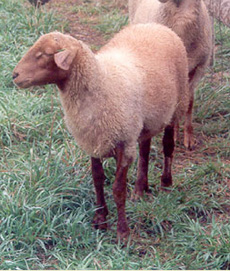 Katahdin Lamb