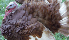 American Bronze Turkey