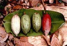 Cabosse
