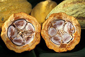 Cacao pod