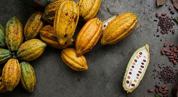 Cacao Pods & Beans