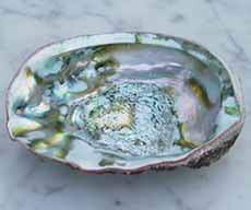 Abalone Shell