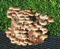 shittake mushroom kit