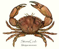 stone crab