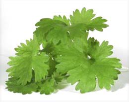 Cilantro