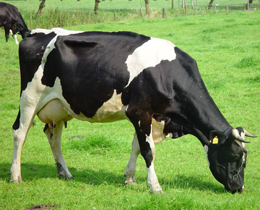 Holstein Cow