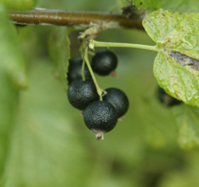 Black Currants