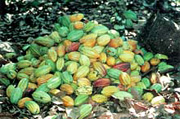 Trinitario Pods