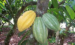 Forastero Cacao Pods