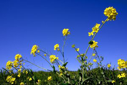 Mustard Plant