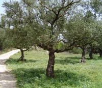 olive trees