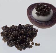Siberian Osetra