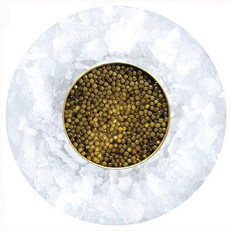 Golden Osetra Caviar