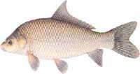buffalo fish