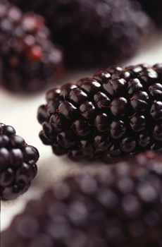 Black Butte Blackberries