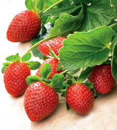 strawberries-230.jpg