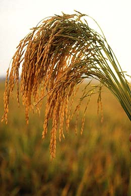 Rice Field
