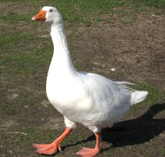 Huge Goose