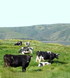 Straus Creamery Cows