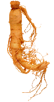 Ginseng