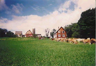 Butterworks Farm Cows