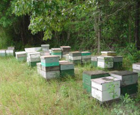 Langroth Hives