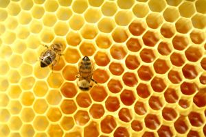 Bees In  Honeycomb