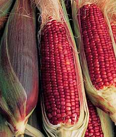 Red Corn