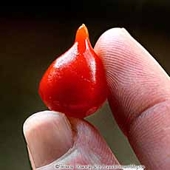 Biquinho Chiles