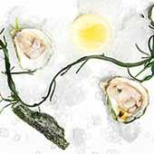 Kumamoto Oysters