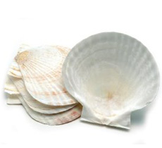 Coquille Saint Jacques Shells