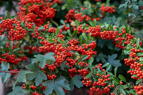 Yaupon Holly Bush