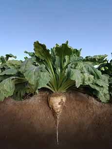 Sugar Beet