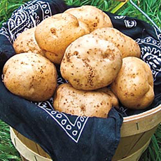 German Butterball Potato
