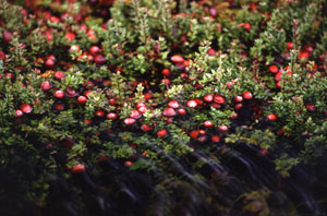 cranberry bog
